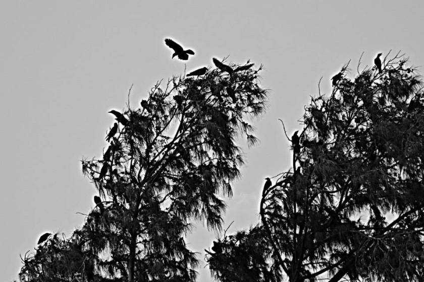 10526000_10202691940364402_795024817085098331_n